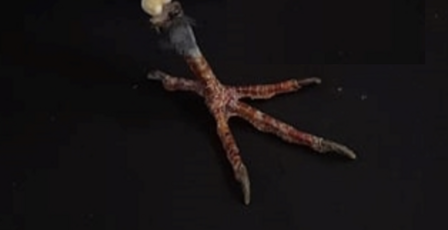 A pair of pigeon legs (Indonesia)