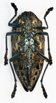 Polybothris Geayi (Madagascar)  ♂︎/♀︎ UNDERSIDE