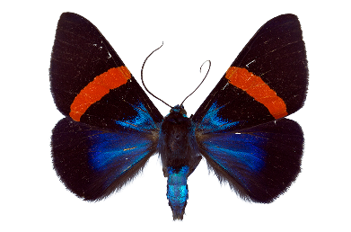 Milionia Stueningi (Sulawesi) ♂︎