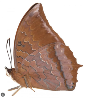 Charaxes Harmodius Martinus (Malaysia) ♂︎ underside