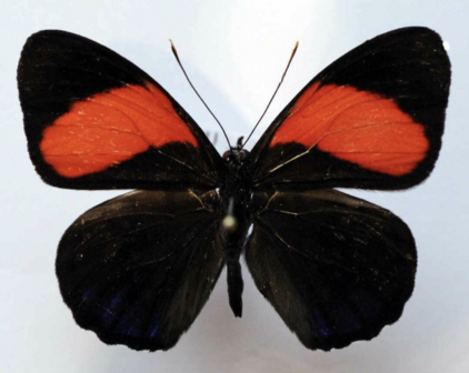Callicore Cajetani (Peru) UPPERSIDE