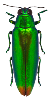  Chrysochroa fulminans (Malaysia)