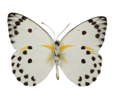 Belenois calypso (RCA) UNDERSIDE