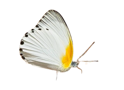 Appias sylvia (RCA) UNDERSIDE