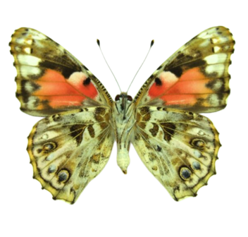 Vanessa Cardui (Java) UNDERSIDE