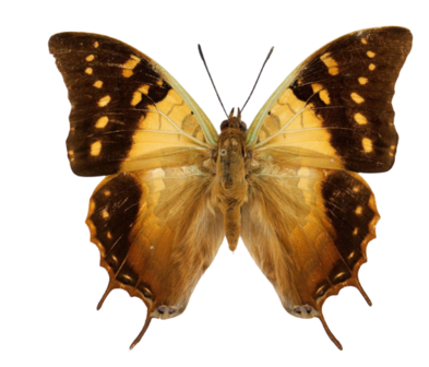 Charaxes antamboulou (Madagascar)