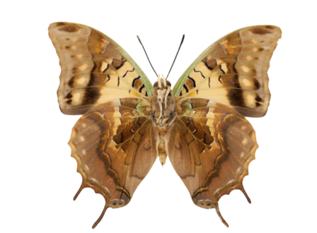 Charaxes antamboulou (Madagascar) UNDERSIDE