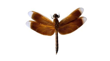 Neurothemis sp. (Kalimantan)