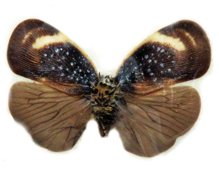 flattidae Bythopsyrna tineoides  (Java) ♂︎/♀︎