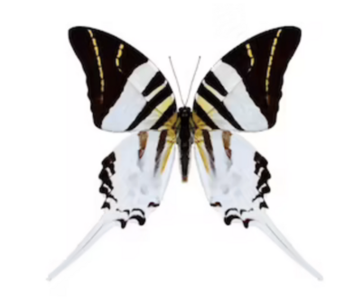 Graphium androcles androcles (Sulawesi)
