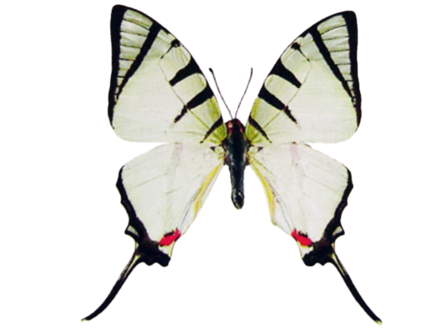 Graphium agetes (Laos)