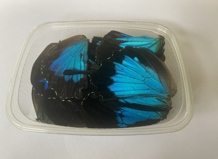 Papilio Ulysses butterfly wings for art work