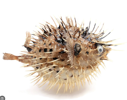 Porcupine fish small