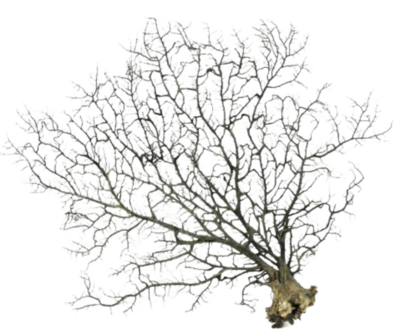 Black dried seafan +/- 200-250mm