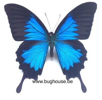 Papilio ulysses ulysses (Ceram) 