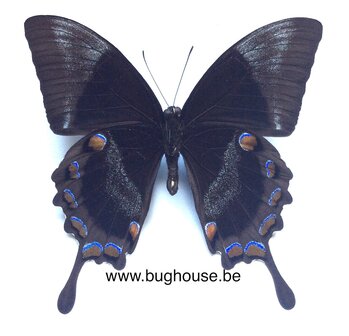 Papilio ulysses ulysses (Ceram) 