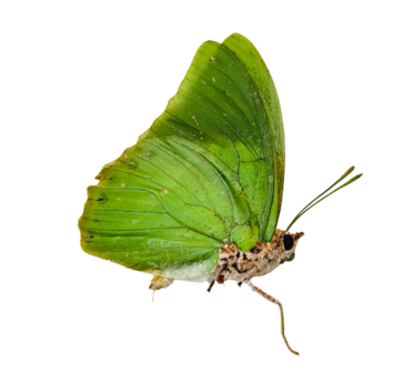 Charaxes Eupale (RCA)  UNDERSIDE