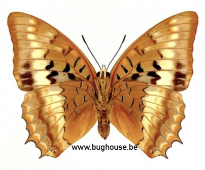 Charaxes lucretius (RCA) backside
