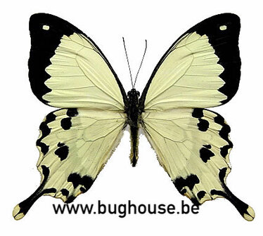 Papilio dardanus meriones  (Madagascar)