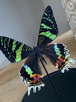 Stolp Urania Ripheus