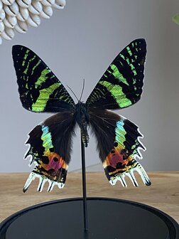 Stolp Urania Ripheus