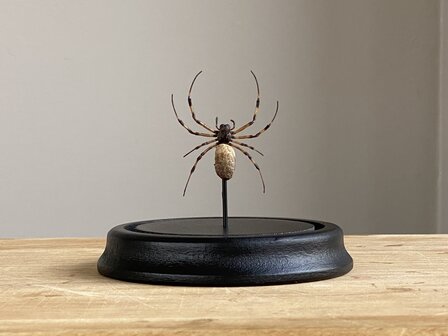 Stolp met Nephilengys Livida spin