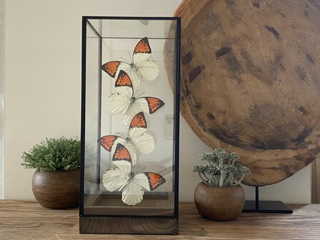 Beautiful square glass dome &quot;display case&quot; with 4 real Hebomoia Glaucippe Celebensis butterflies.