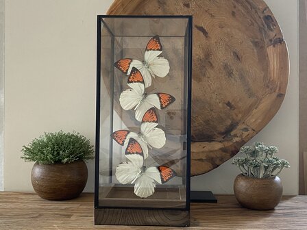 Beautiful square glass dome &quot;display case&quot; with 4 real Hebomoia Glaucippe Celebensis butterflies.