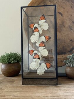 Beautiful square glass dome &quot;display case&quot; with 4 real Hebomoia Glaucippe Celebensis butterflies.