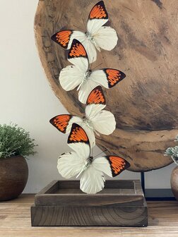 Beautiful square glass dome &quot;display case&quot; with 4 real Hebomoia Glaucippe Celebensis butterflies.