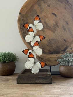 Beautiful square glass dome &quot;display case&quot; with 4 real Hebomoia Glaucippe Celebensis butterflies.