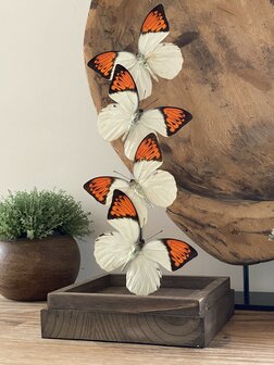 Beautiful square glass dome &quot;display case&quot; with 4 real Hebomoia Glaucippe Celebensis butterflies.