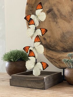 Beautiful square glass dome &quot;display case&quot; with 4 real Hebomoia Glaucippe Celebensis butterflies.