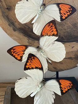 Beautiful square glass dome &quot;display case&quot; with 4 real Hebomoia Glaucippe Celebensis butterflies.