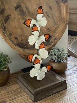 Beautiful square glass dome &quot;display case&quot; with 4 real Hebomoia Glaucippe Celebensis butterflies.