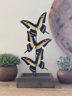 Beautiful square glass dome &quot;display case&quot; with 3 real Papilio Thoas butterflies