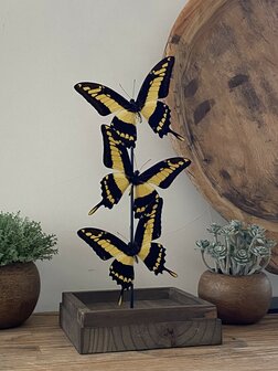 Beautiful square glass dome &quot;display case&quot; with 3 real Papilio Thoas butterflies