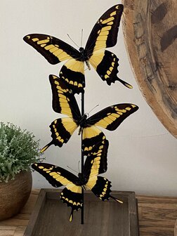 Beautiful square glass dome &quot;display case&quot; with 3 real Papilio Thoas butterflies