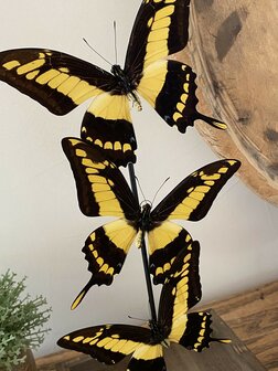 Beautiful square glass dome &quot;display case&quot; with 3 real Papilio Thoas butterflies