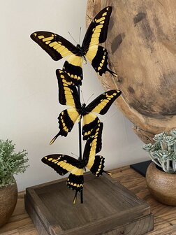 Beautiful square glass dome &quot;display case&quot; with 3 real Papilio Thoas butterflies