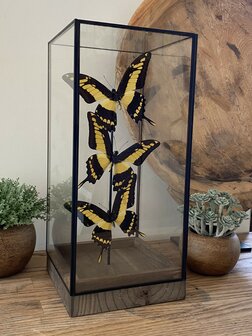 Beautiful square glass dome &quot;display case&quot; with 3 real Papilio Thoas butterflies