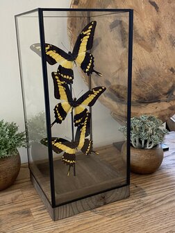 Beautiful square glass dome &quot;display case&quot; with 3 real Papilio Thoas butterflies