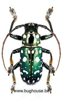 Abryna metallica (Philippines)
