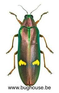 Megaloxantha hemixantha (Malaysia)
