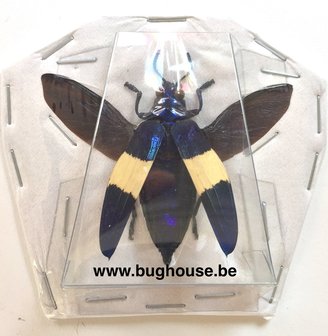Chrysochroa castelnaudi (Perak) SPREAD