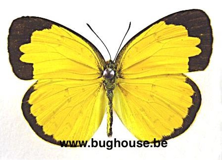Eurema Alitha (Sulawesi)
