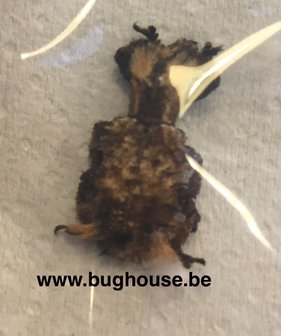 Lixus Barbiger (Madagascar)