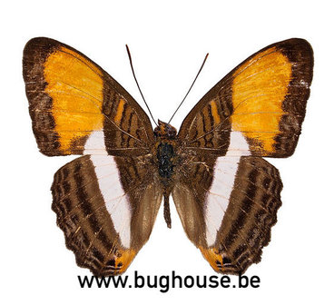 Adelpha Cytherea (Peru)