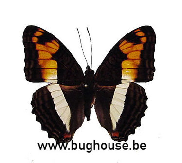 Adelpha phylaca (Peru)