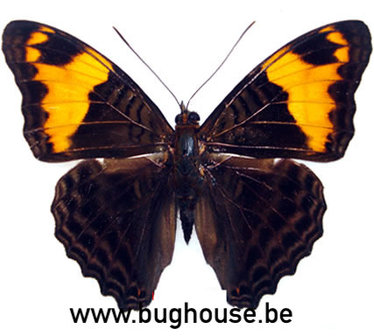Adelpha ximena (Peru)